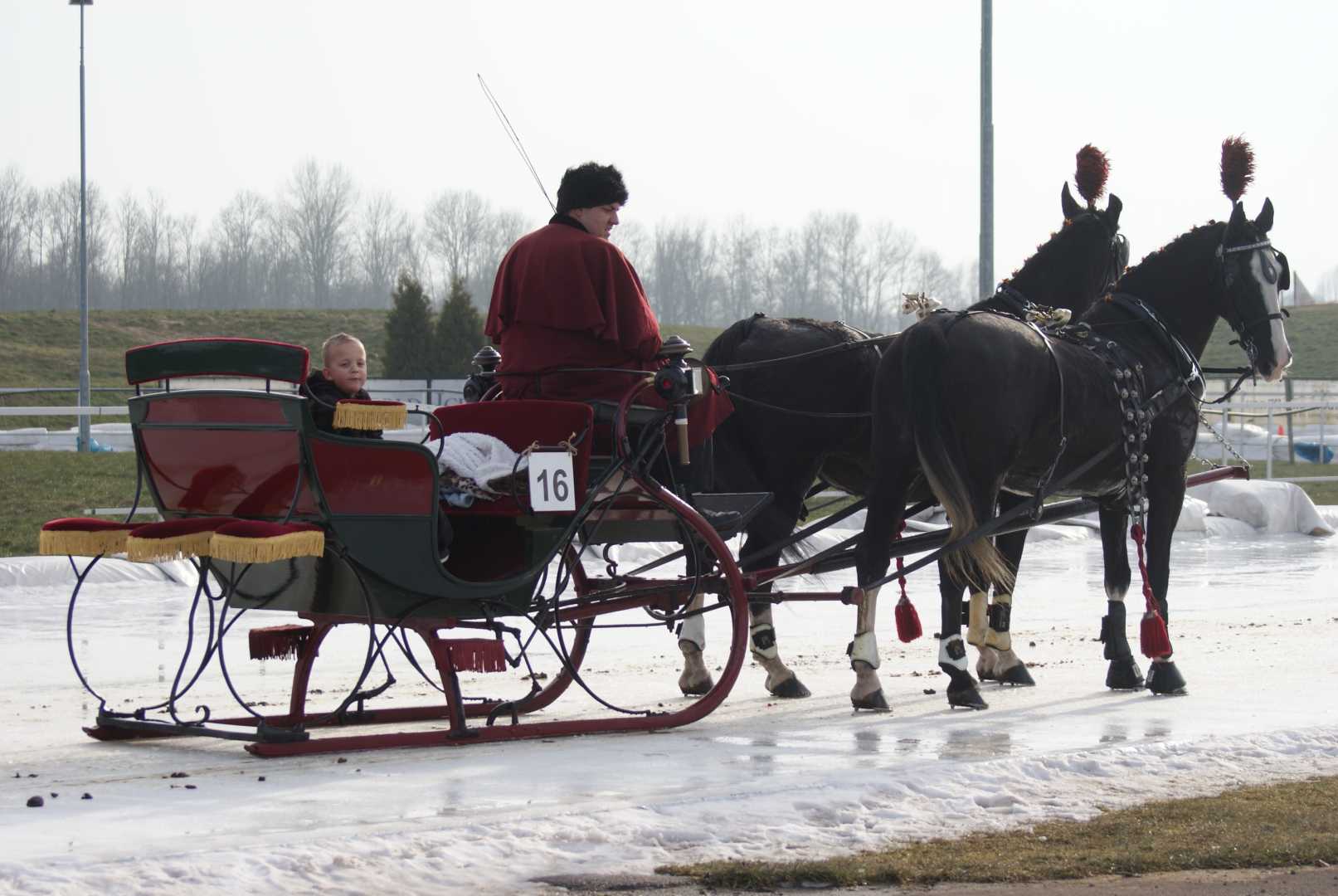 Arreslee met span Gelderse paarden bij Flevo on Ice
