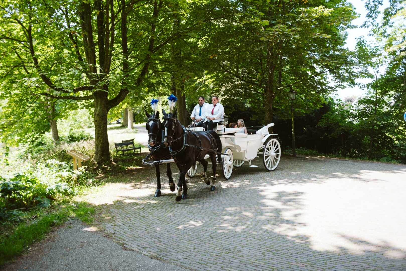 Witte glas landauer met span Gelderse paarden tijdens een trouwerij bij Kasteel Duurstede
