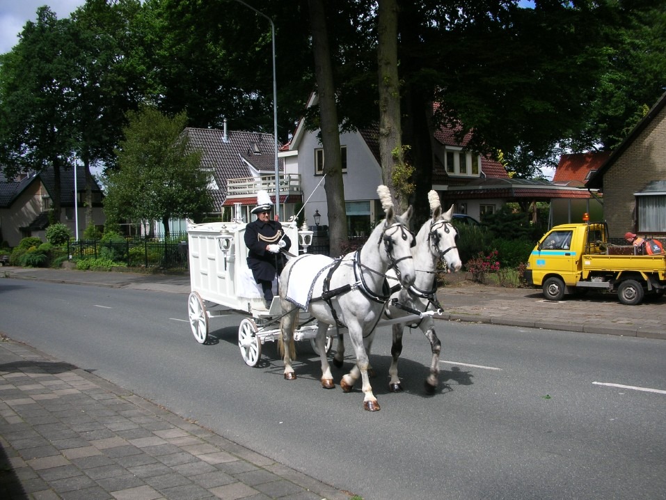 Witte Kinder rouwkoets met 2 span Gelderse Schimmels in Ede