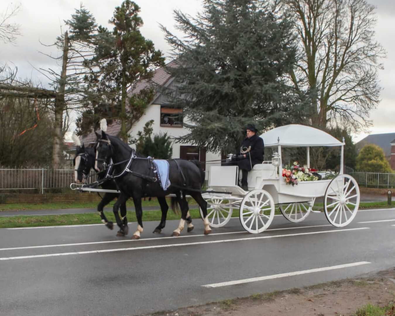 Witte Rouwkoets met span Gelderse paarden in Stockum