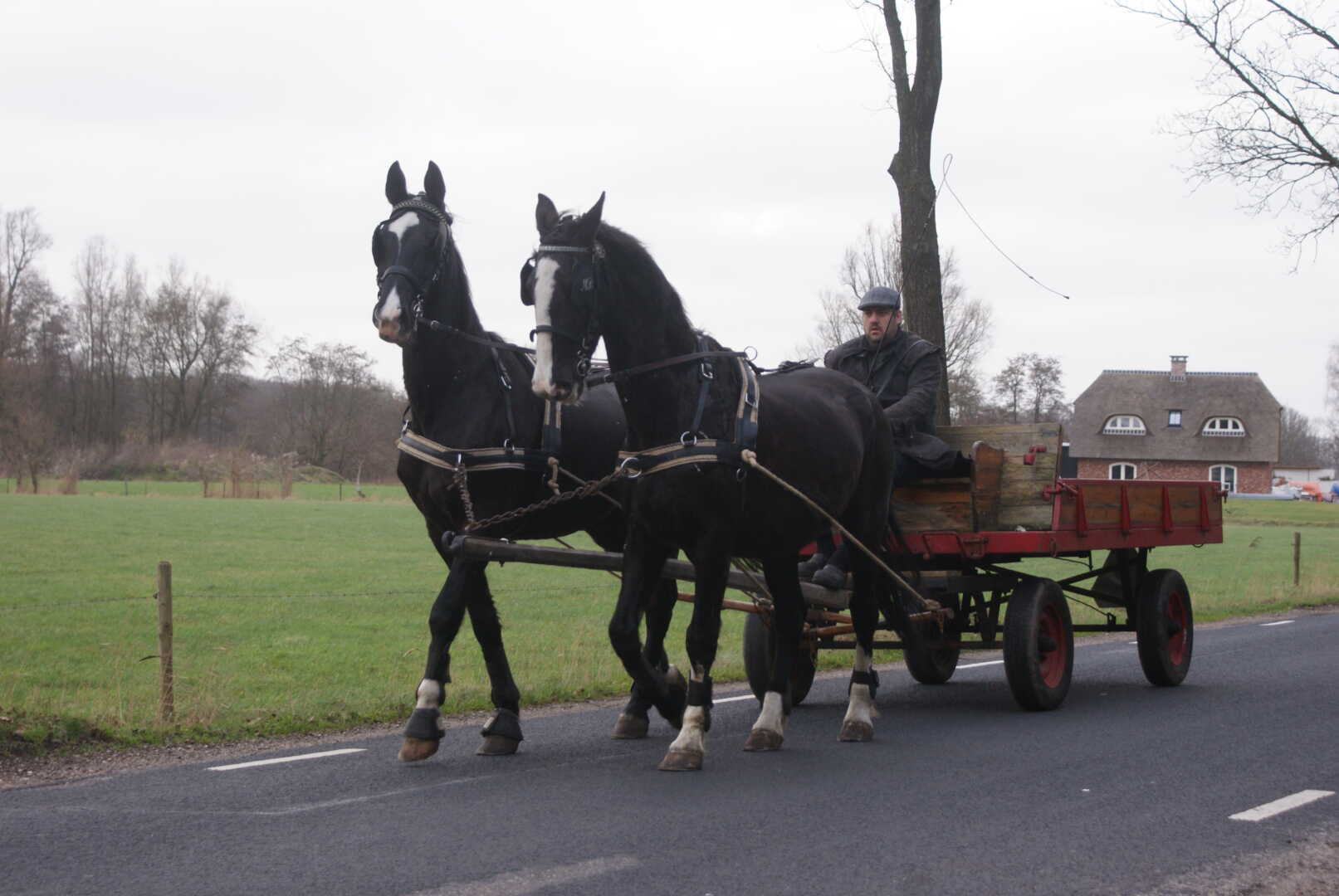 Platte wagen met span Gelderse paarden in Leusden