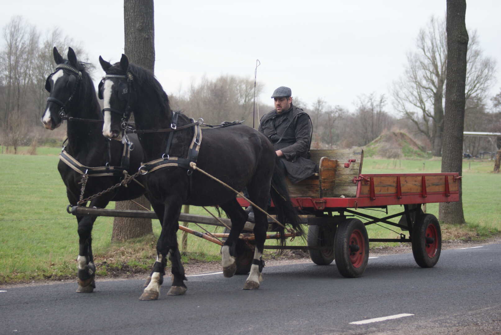 Platte wagen met span Gelderse paarden in Leusden