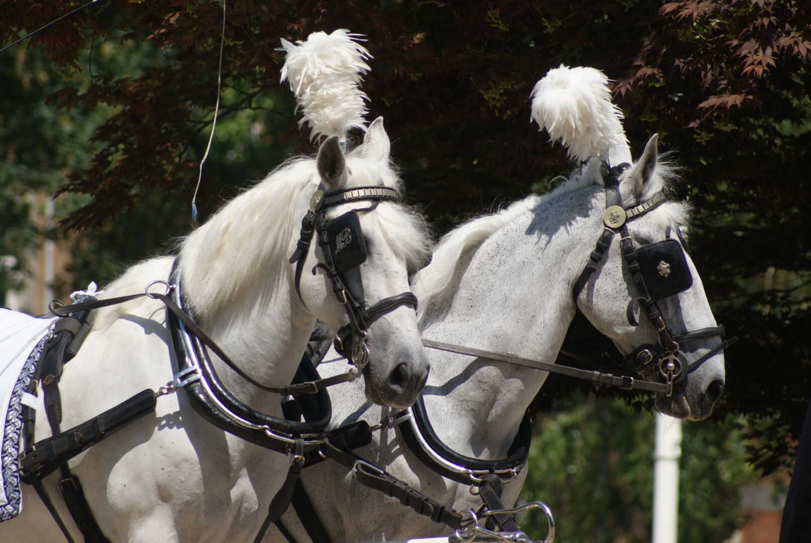 Witte Rouwkoets met span Schimmels in Amsterdam