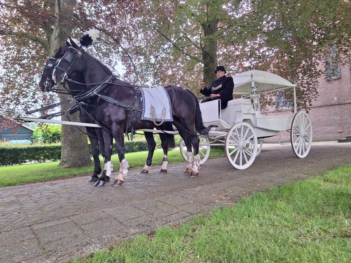 Witte Rouwkoets met span Gelderse paarden in Witte Paarden