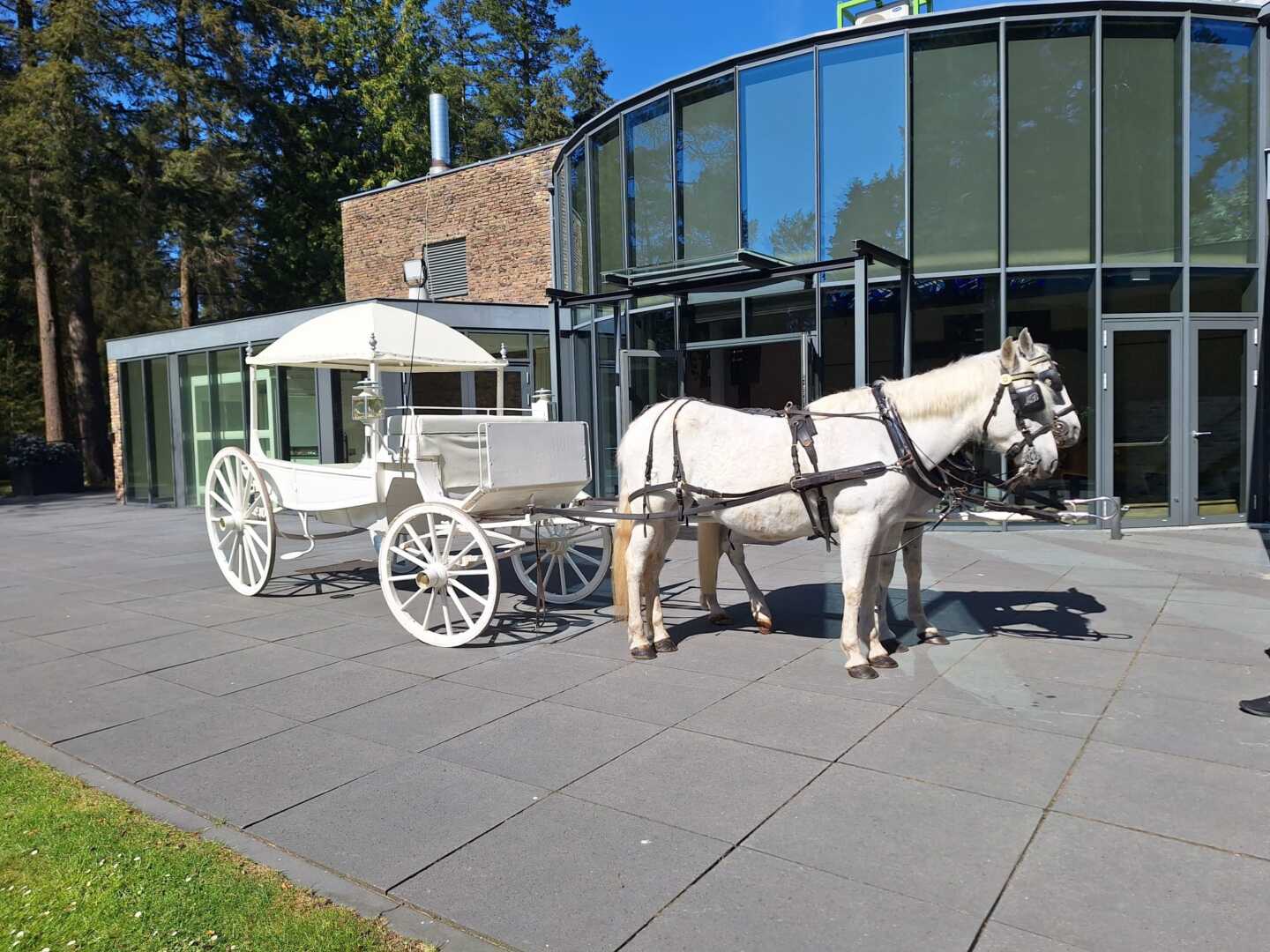 Witte Rouwkoets met span Schimmels tijdens een uitvaart in Zeist